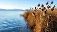 Weber County: State Targets GSL Reeds to Recover Water