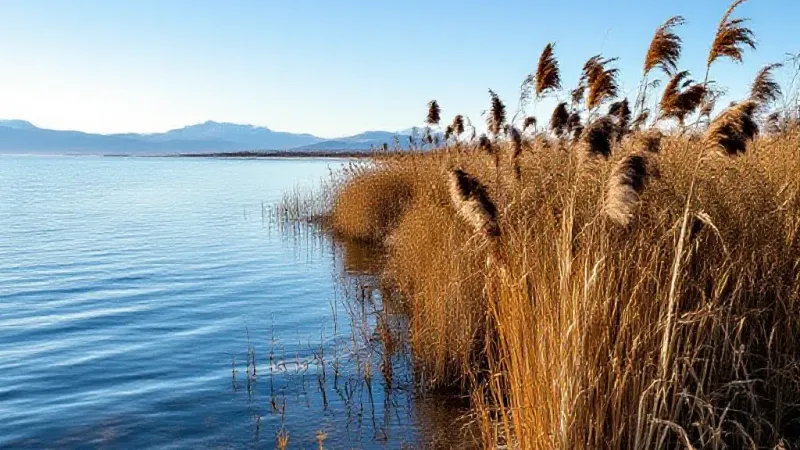 Weber County: State Targets GSL Reeds to Recover Water